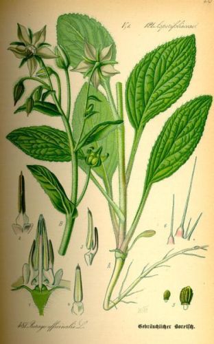 Borrage - Borago officinalis - Бурачник лекарственный, огуречная трава